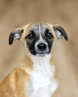 Собаки и кошки в добрые руки