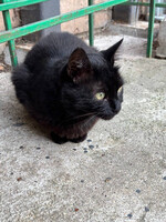 Собаки и кошки в добрые руки