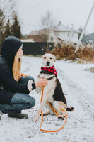 Собаки и кошки в добрые руки
