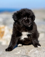 Собаки и кошки в добрые руки