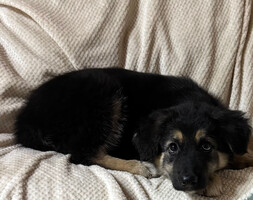 Собаки и кошки в добрые руки