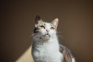 Собаки и кошки в добрые руки