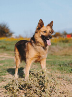 Собаки и кошки в добрые руки