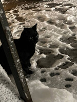 Собаки и кошки в добрые руки