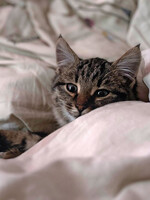 Собаки и кошки в добрые руки