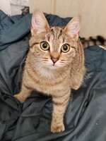 Собаки и кошки в добрые руки