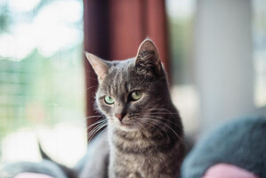 Собаки и кошки в добрые руки