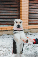 Собаки и кошки в добрые руки