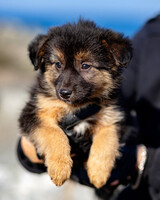 Собаки и кошки в добрые руки