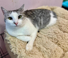 Собаки и кошки в добрые руки