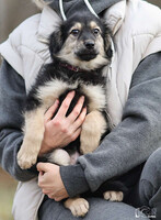 Собаки и кошки в добрые руки