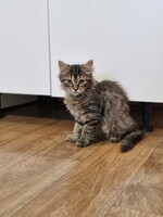 Собаки и кошки в добрые руки