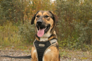 Собаки и кошки в добрые руки