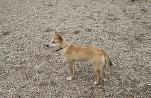 Собаки и кошки в добрые руки