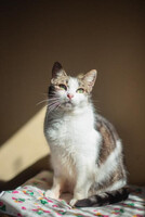 Собаки и кошки в добрые руки