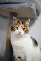 Собаки и кошки в добрые руки