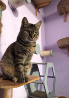 Собаки и кошки в добрые руки