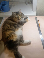 Собаки и кошки в добрые руки