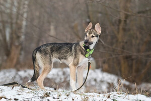 Собаки и кошки в добрые руки