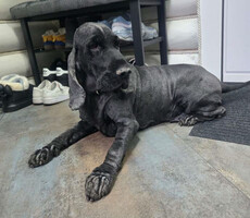 Собаки и кошки в добрые руки