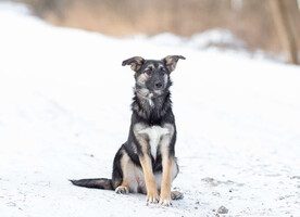 Собаки и кошки в добрые руки