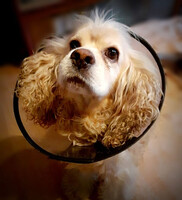 Собаки и кошки в добрые руки