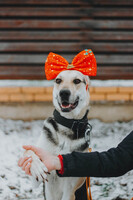 Собаки и кошки в добрые руки