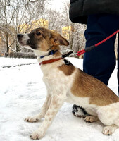 Собаки и кошки в добрые руки