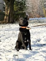 Собаки и кошки в добрые руки