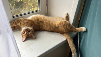 Собаки и кошки в добрые руки