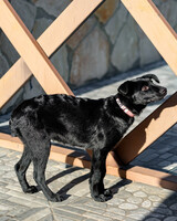 Собаки и кошки в добрые руки