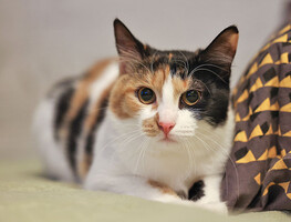 Собаки и кошки в добрые руки