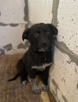 Собаки и кошки в добрые руки