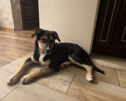 Собаки и кошки в добрые руки