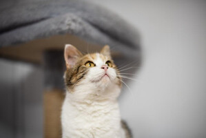 Собаки и кошки в добрые руки