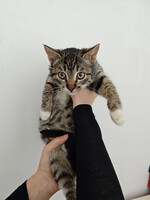 Собаки и кошки в добрые руки