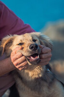 Собаки и кошки в добрые руки