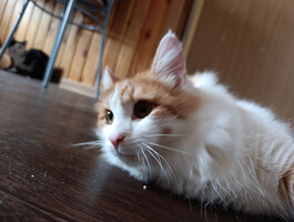 Собаки и кошки в добрые руки