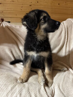 Собаки и кошки в добрые руки