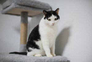 Собаки и кошки в добрые руки