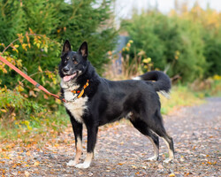 Собаки и кошки в добрые руки