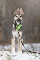Собаки и кошки в добрые руки