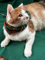 Собаки и кошки в добрые руки