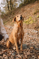 Собаки и кошки в добрые руки