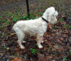 Собаки и кошки в добрые руки