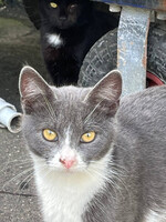 Собаки и кошки в добрые руки