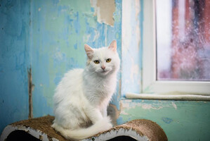 Собаки и кошки в добрые руки