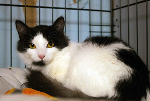 Собаки и кошки в добрые руки