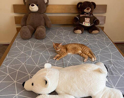 Собаки и кошки в добрые руки