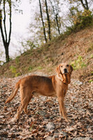 Собаки и кошки в добрые руки